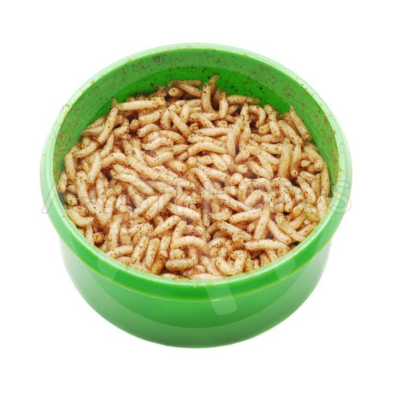 Detail Images Of Maggots Nomer 50