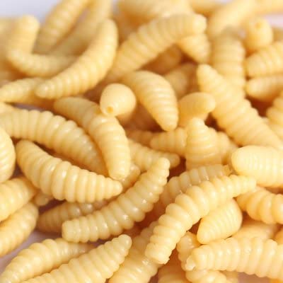 Detail Images Of Maggots Nomer 51