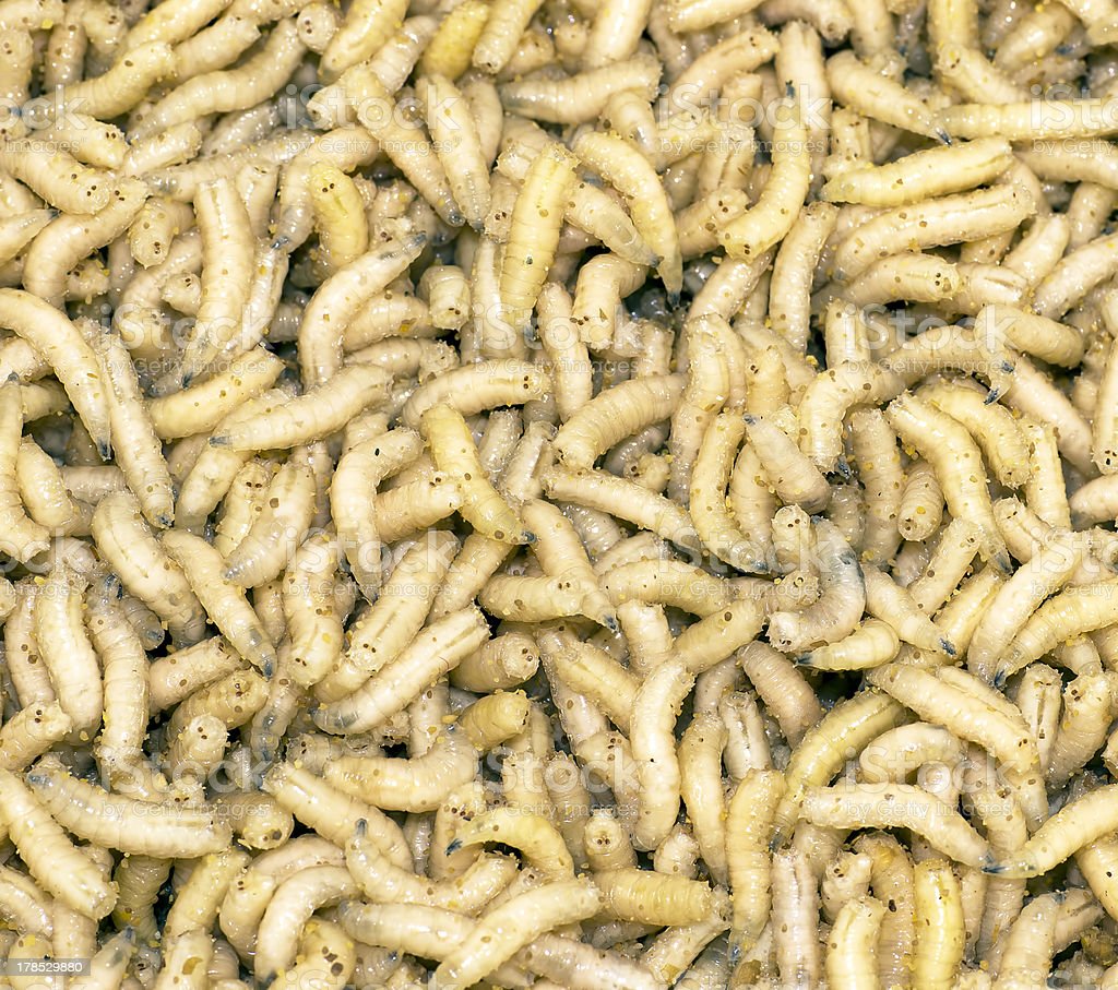 Detail Images Of Maggots Nomer 52