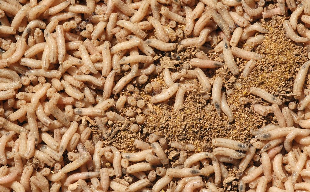 Detail Images Of Maggots Nomer 53