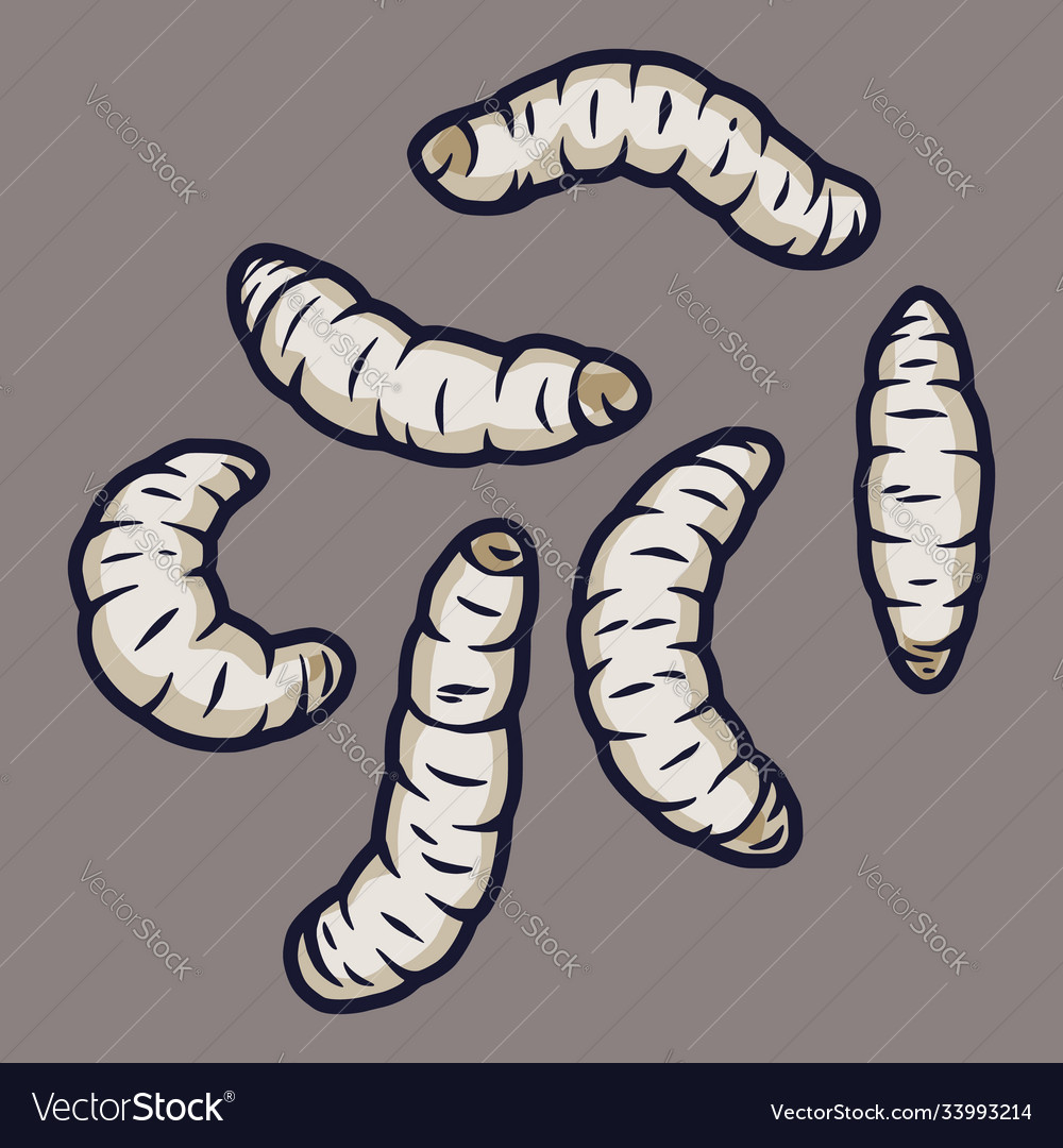 Detail Images Of Maggots Nomer 55