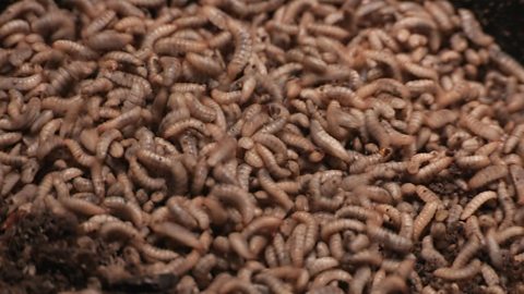 Detail Images Of Maggots Nomer 56