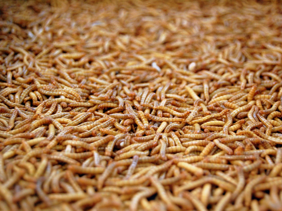 Detail Images Of Maggots Nomer 7
