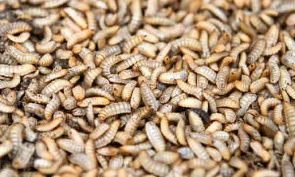 Detail Images Of Maggots Nomer 8