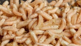 Detail Images Of Maggots Nomer 9