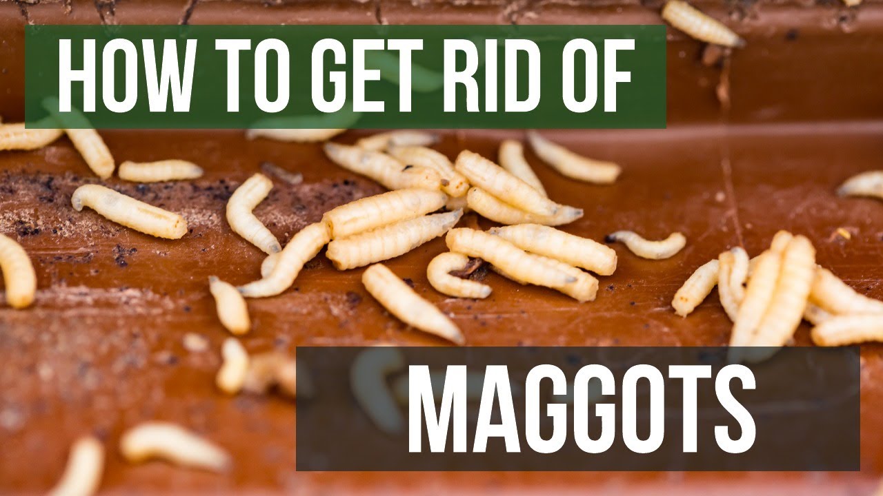 Detail Images Of Maggots Nomer 10