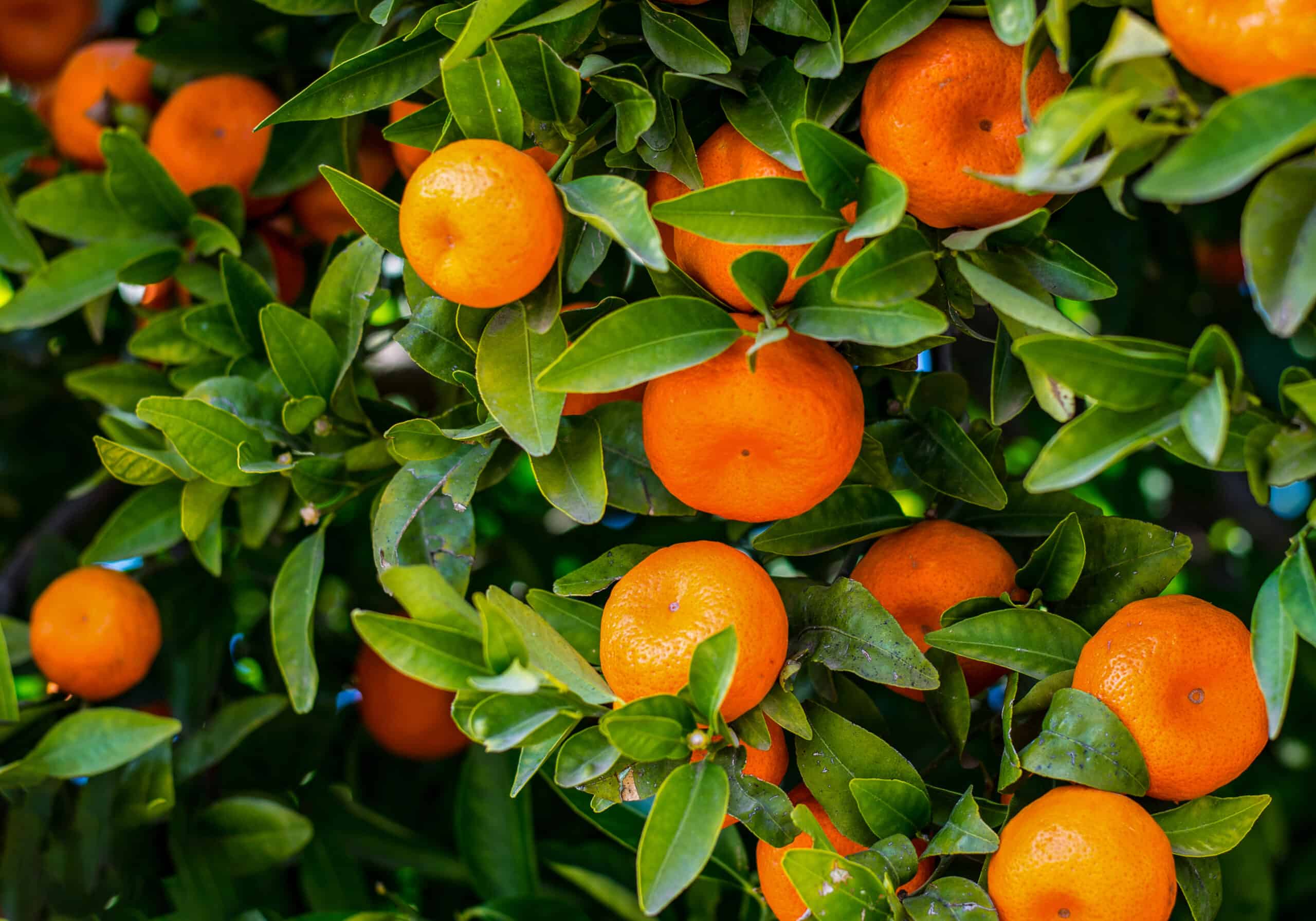 Detail Images Of Mandarin Oranges Nomer 6