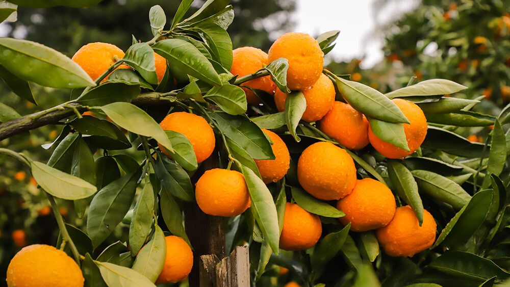 Detail Images Of Mandarin Oranges Nomer 54