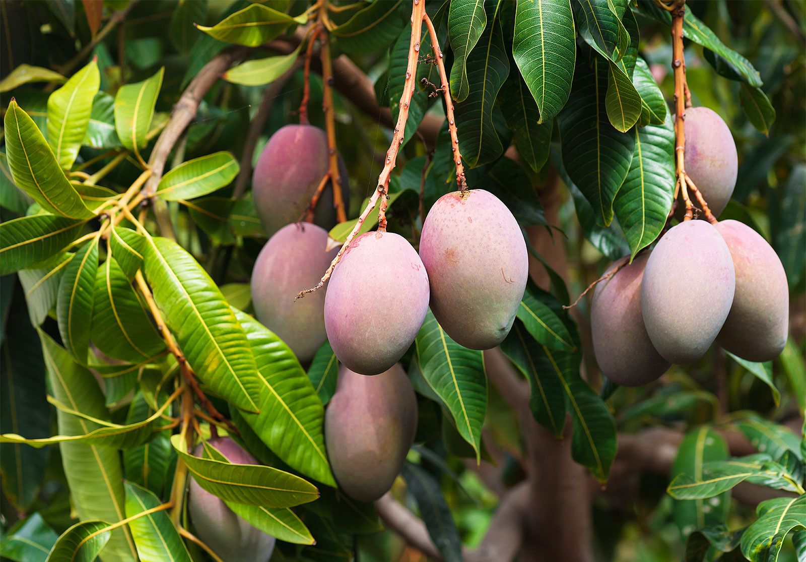 Detail Images Of Mango Trees Nomer 11