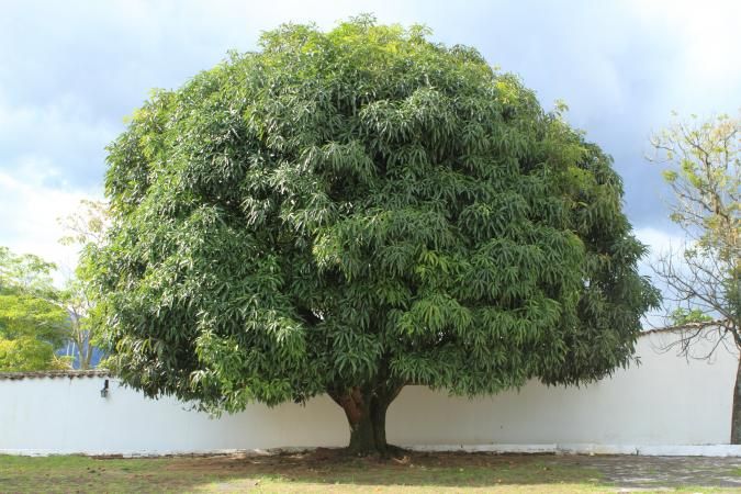 Detail Images Of Mango Trees Nomer 19