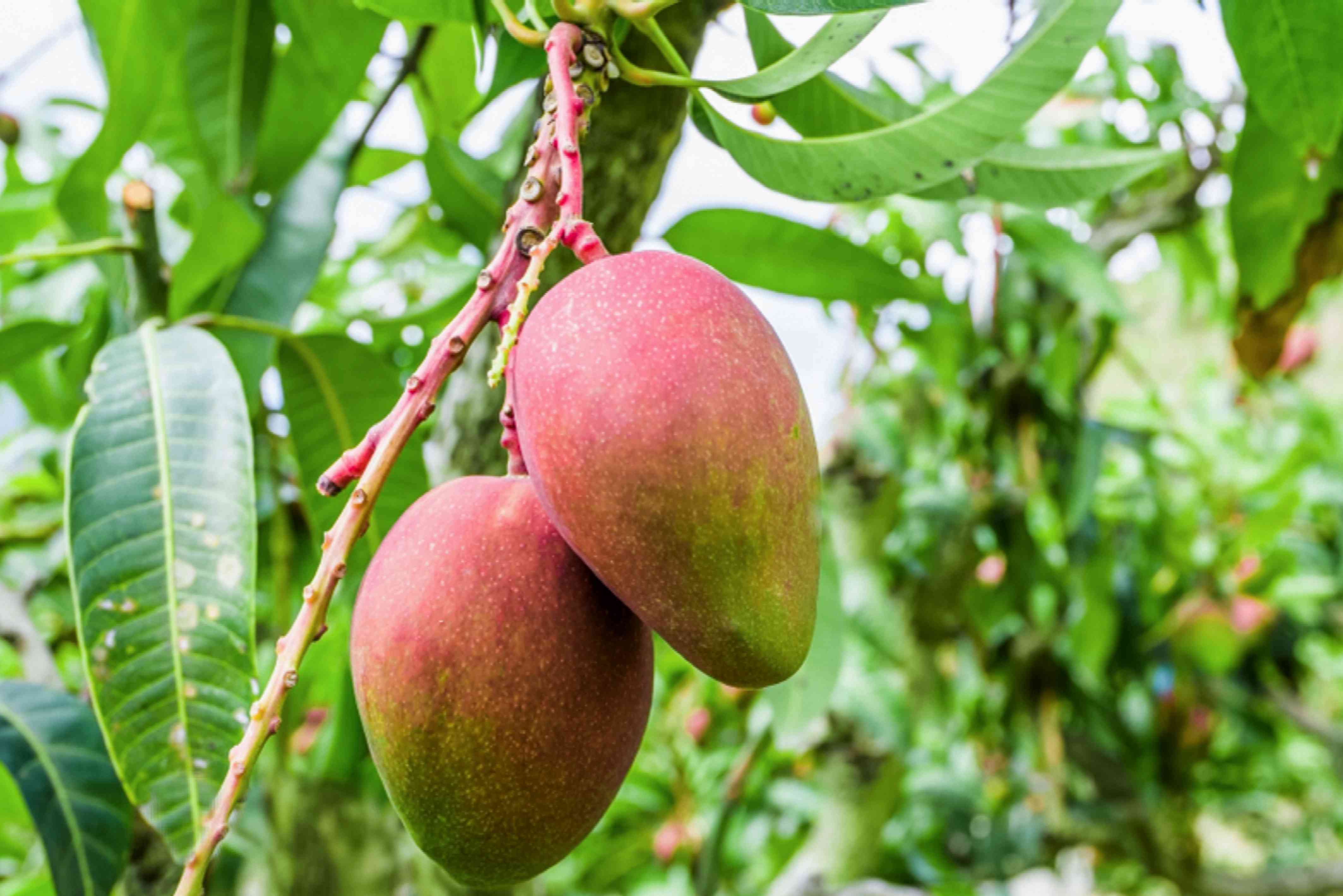 Detail Images Of Mango Trees Nomer 24