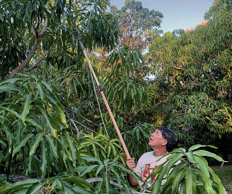 Detail Images Of Mango Trees Nomer 28