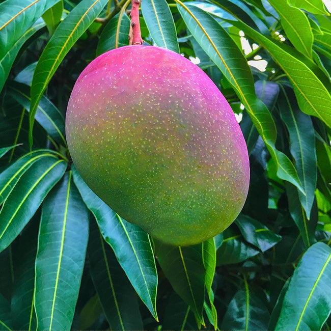 Detail Images Of Mango Trees Nomer 4