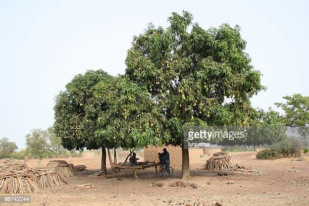 Detail Images Of Mango Trees Nomer 32