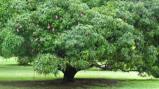 Detail Images Of Mango Trees Nomer 33