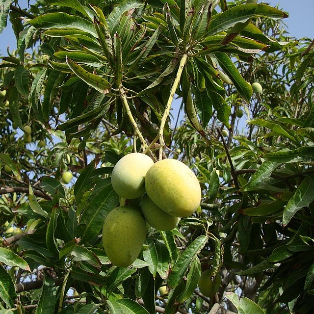 Detail Images Of Mango Trees Nomer 38