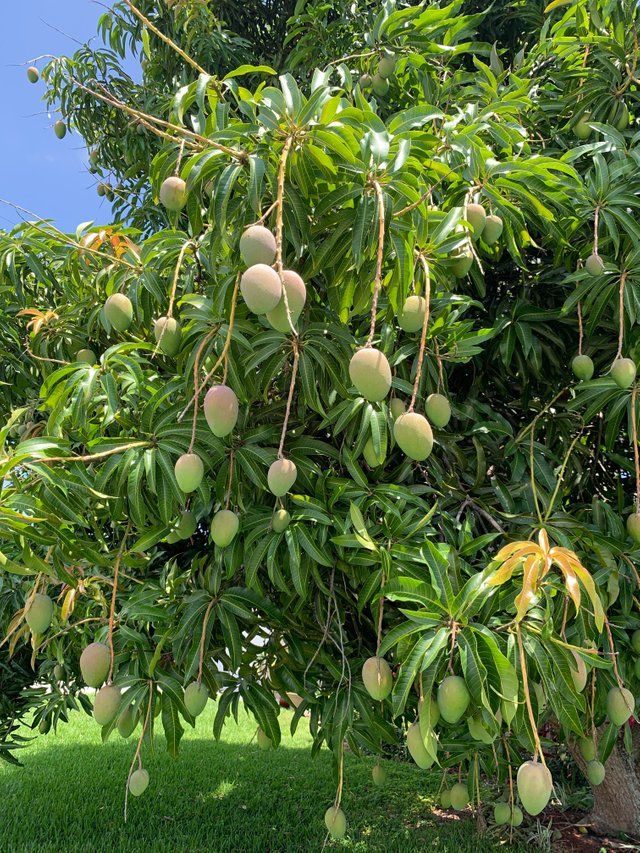 Detail Images Of Mango Trees Nomer 39