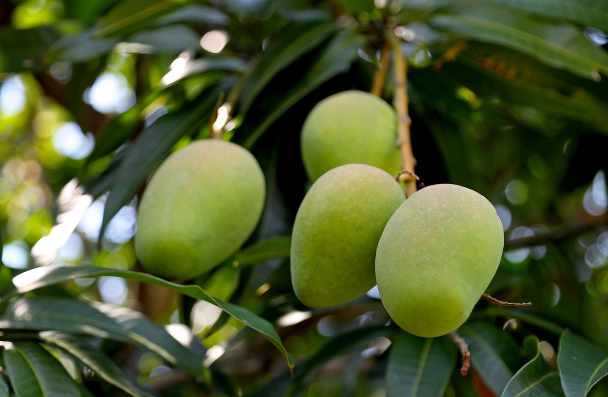 Detail Images Of Mango Trees Nomer 41