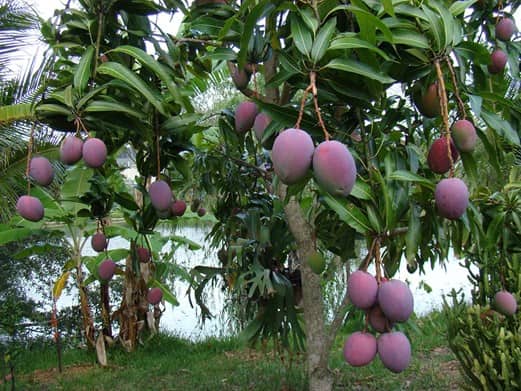 Detail Images Of Mango Trees Nomer 47