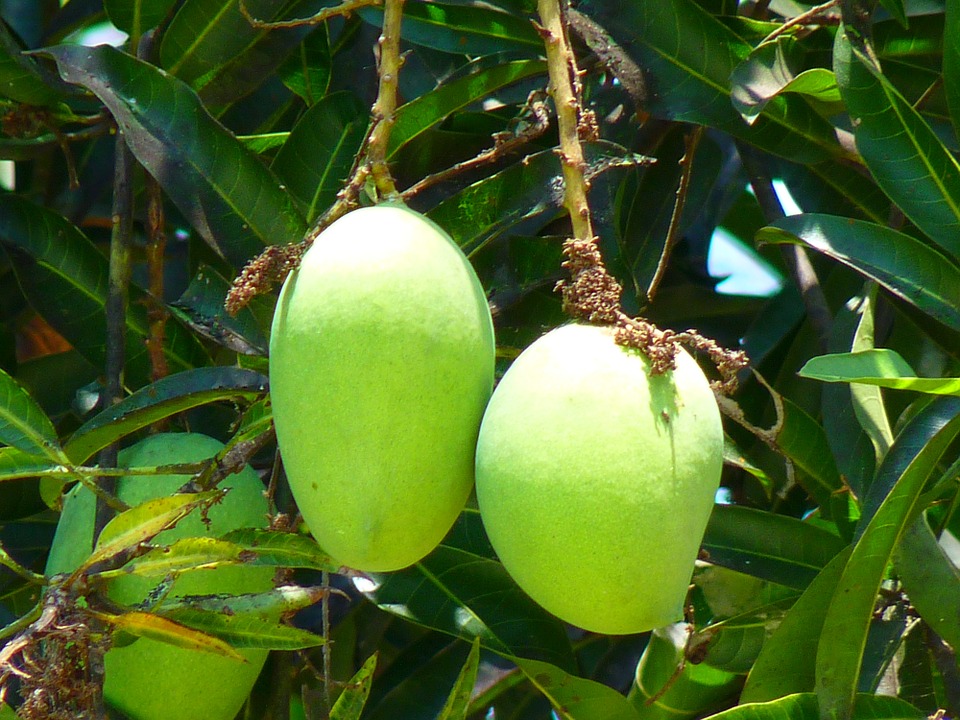 Detail Images Of Mango Trees Nomer 53