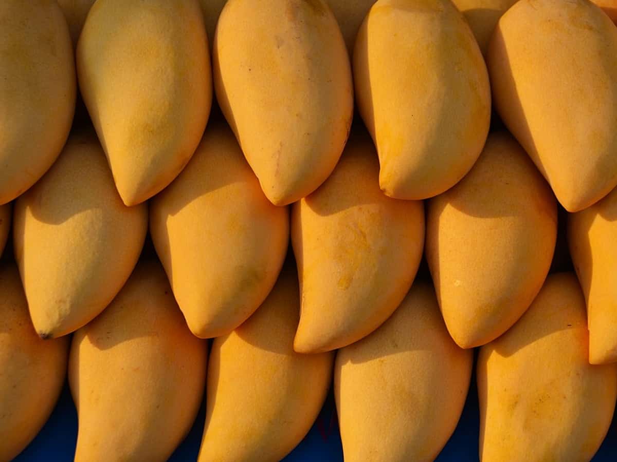 Detail Images Of Mangoes Nomer 22