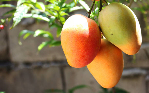 Detail Images Of Mangoes Nomer 43