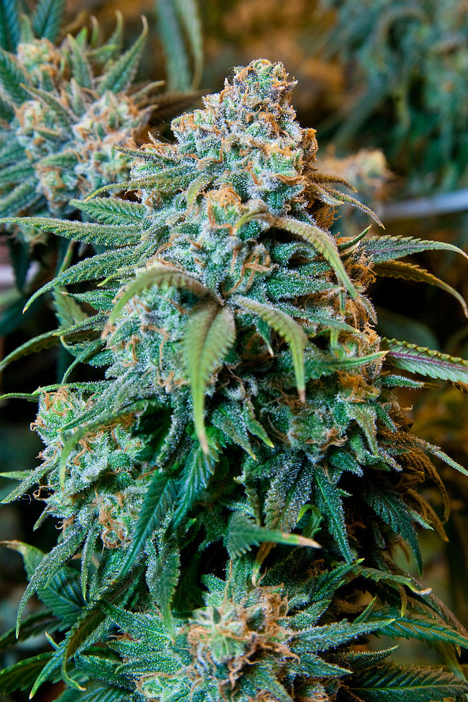 Detail Images Of Marijuana Plant Nomer 13