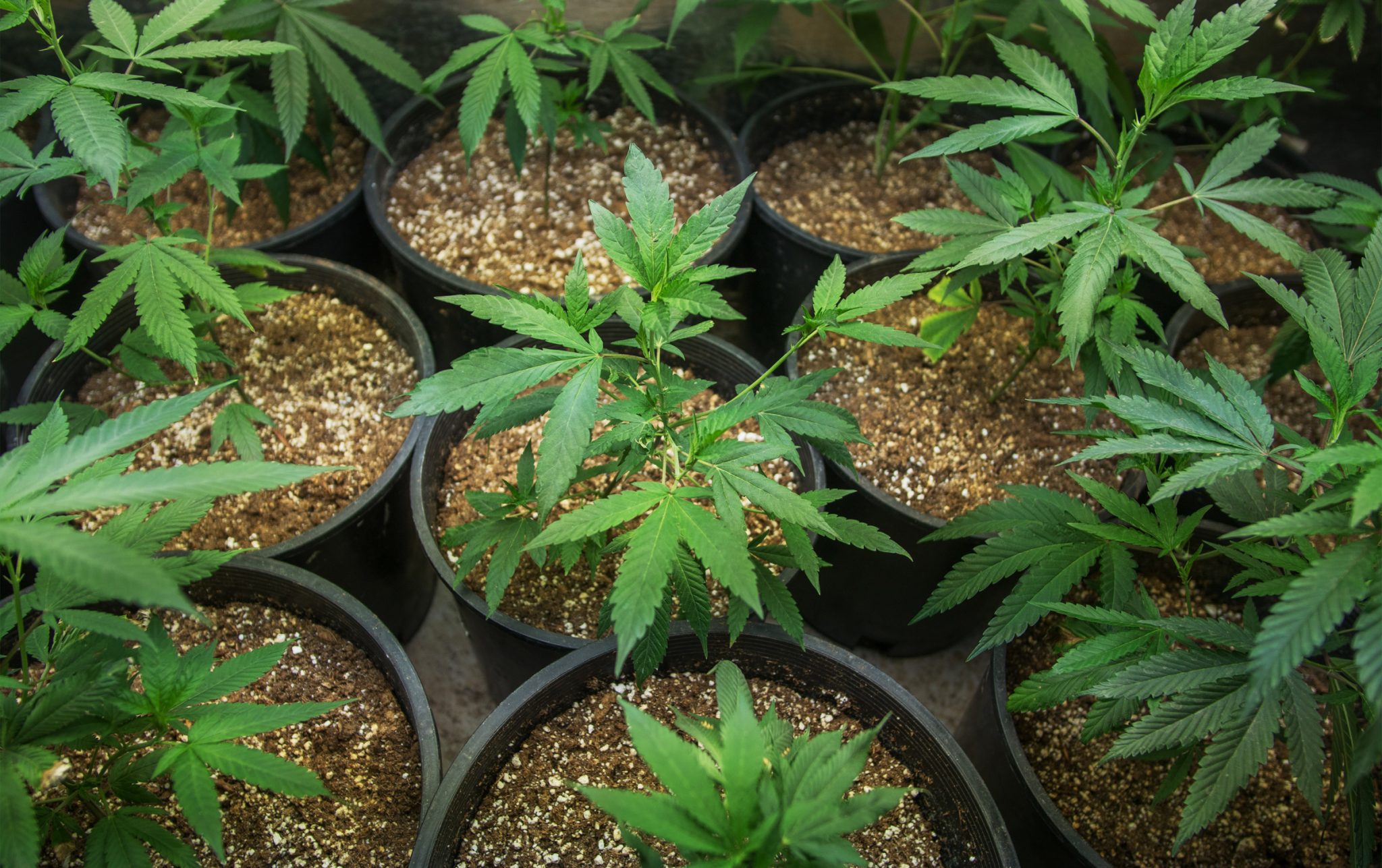 Detail Images Of Marijuana Plant Nomer 24