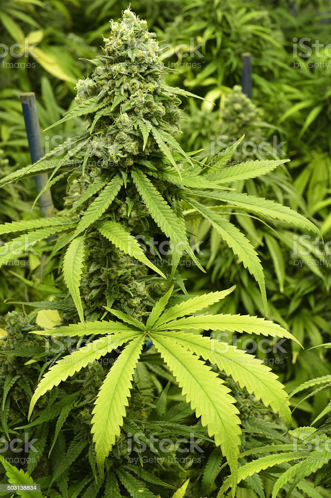 Detail Images Of Marijuana Plant Nomer 27