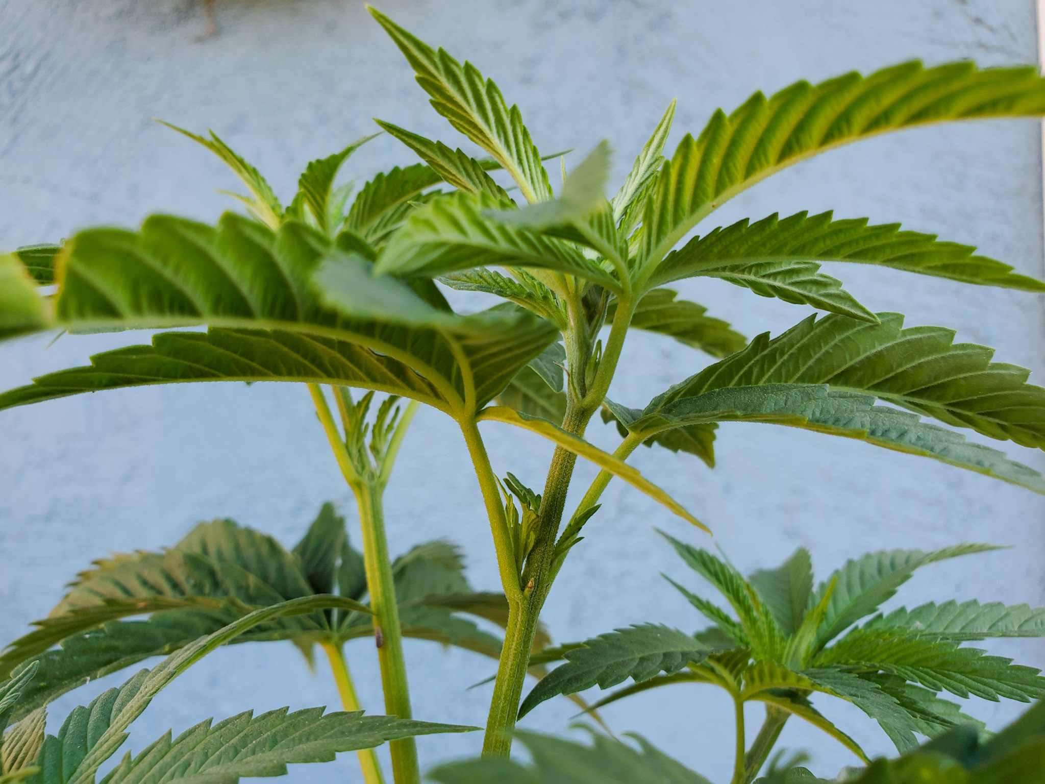 Detail Images Of Marijuana Plant Nomer 28