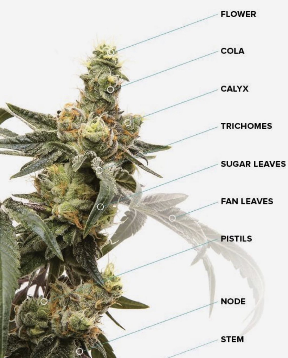 Detail Images Of Marijuana Plant Nomer 30