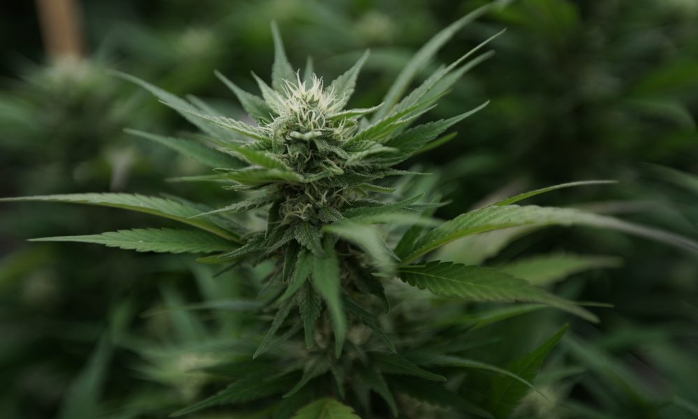 Detail Images Of Marijuana Plant Nomer 32