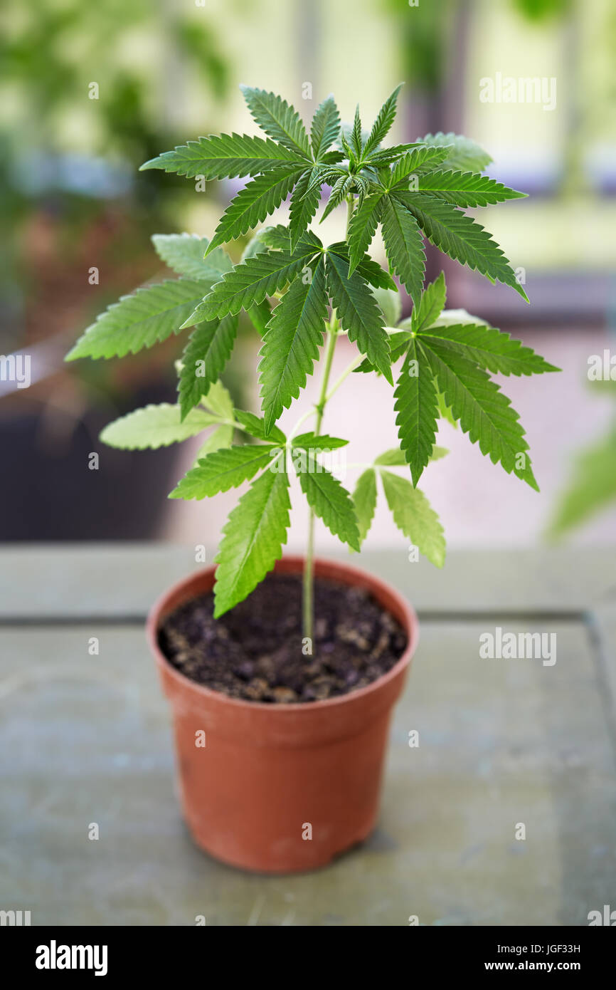 Detail Images Of Marijuana Plant Nomer 43