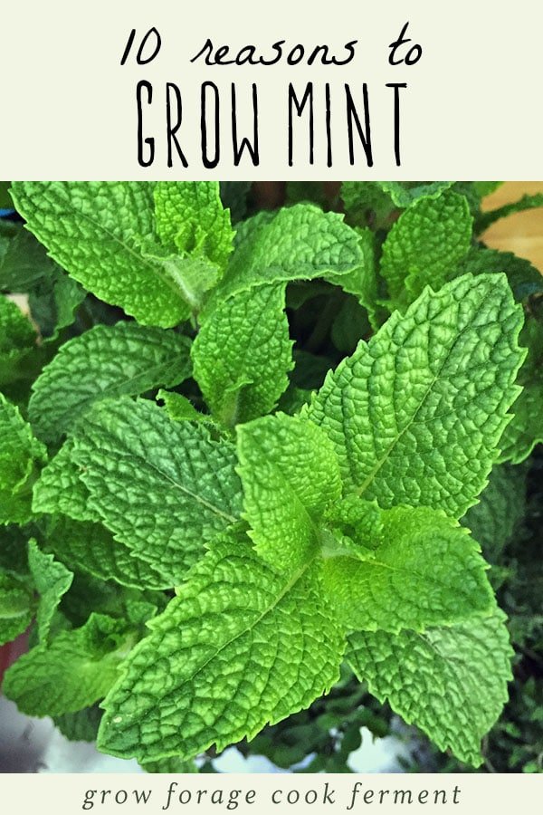 Detail Images Of Mint Plants Nomer 13