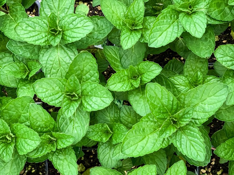 Detail Images Of Mint Plants Nomer 16