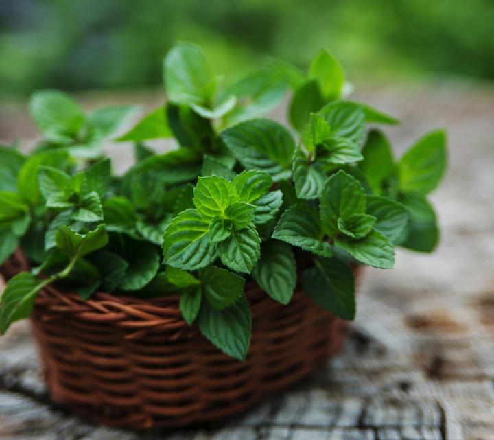 Detail Images Of Mint Plants Nomer 22