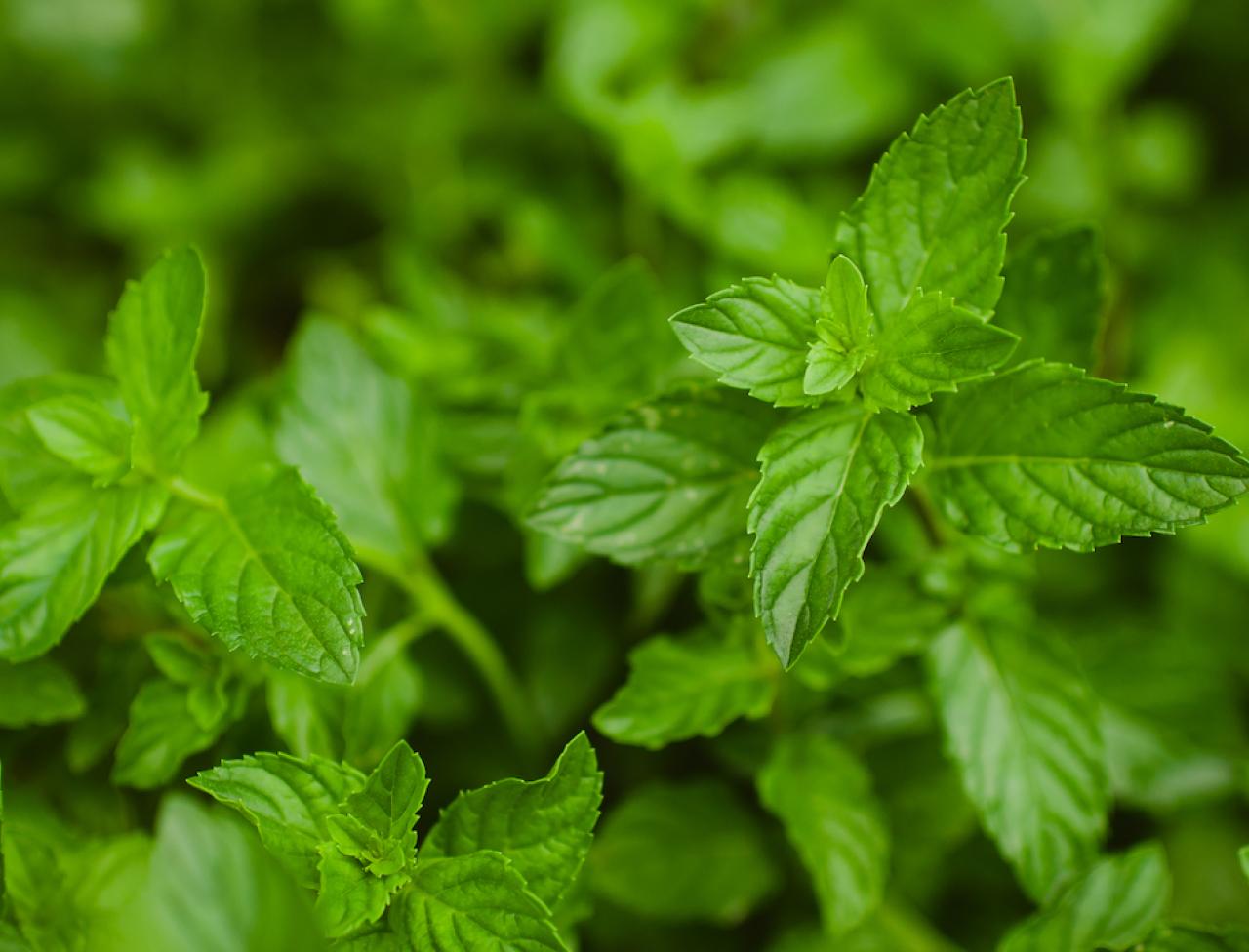 Detail Images Of Mint Plants Nomer 33