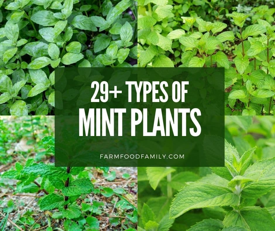 Detail Images Of Mint Plants Nomer 37