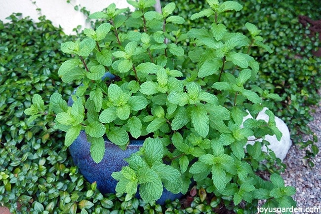 Detail Images Of Mint Plants Nomer 38