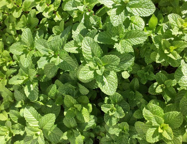 Detail Images Of Mint Plants Nomer 48