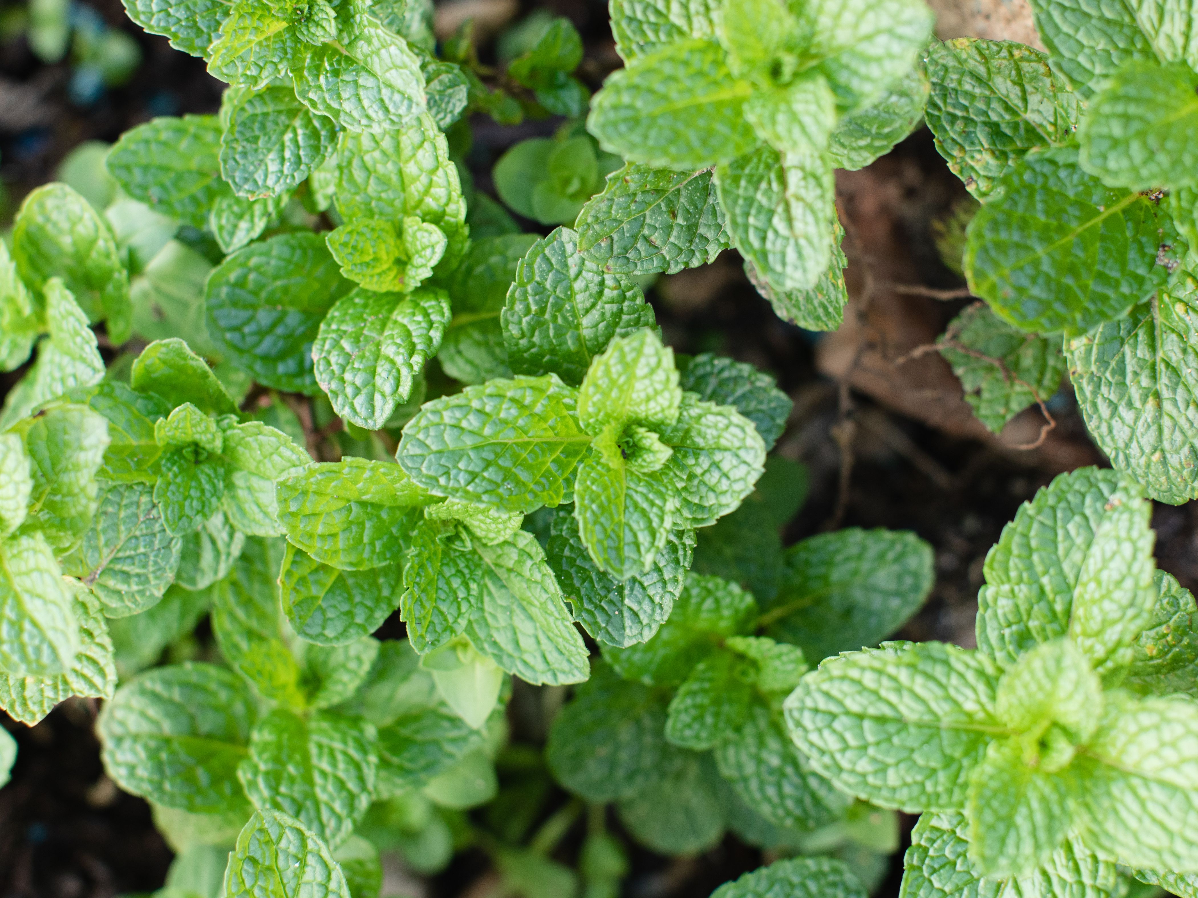 Detail Images Of Mint Plants Nomer 6