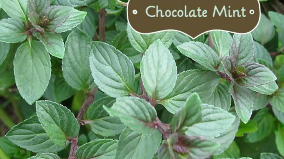 Detail Images Of Mint Plants Nomer 52