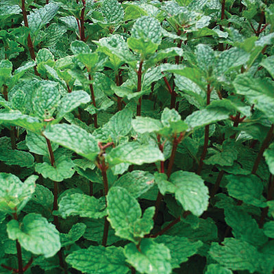 Detail Images Of Mint Plants Nomer 8