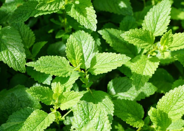 Detail Images Of Mint Plants Nomer 10