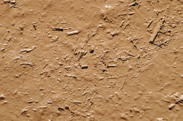 Detail Images Of Mud Nomer 12