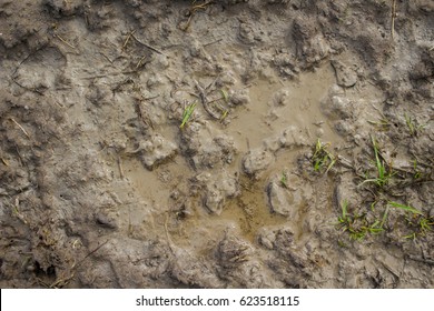 Detail Images Of Mud Nomer 3