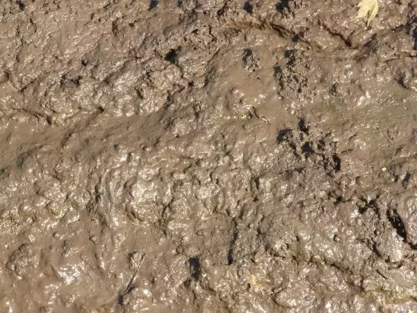 Detail Images Of Mud Nomer 31
