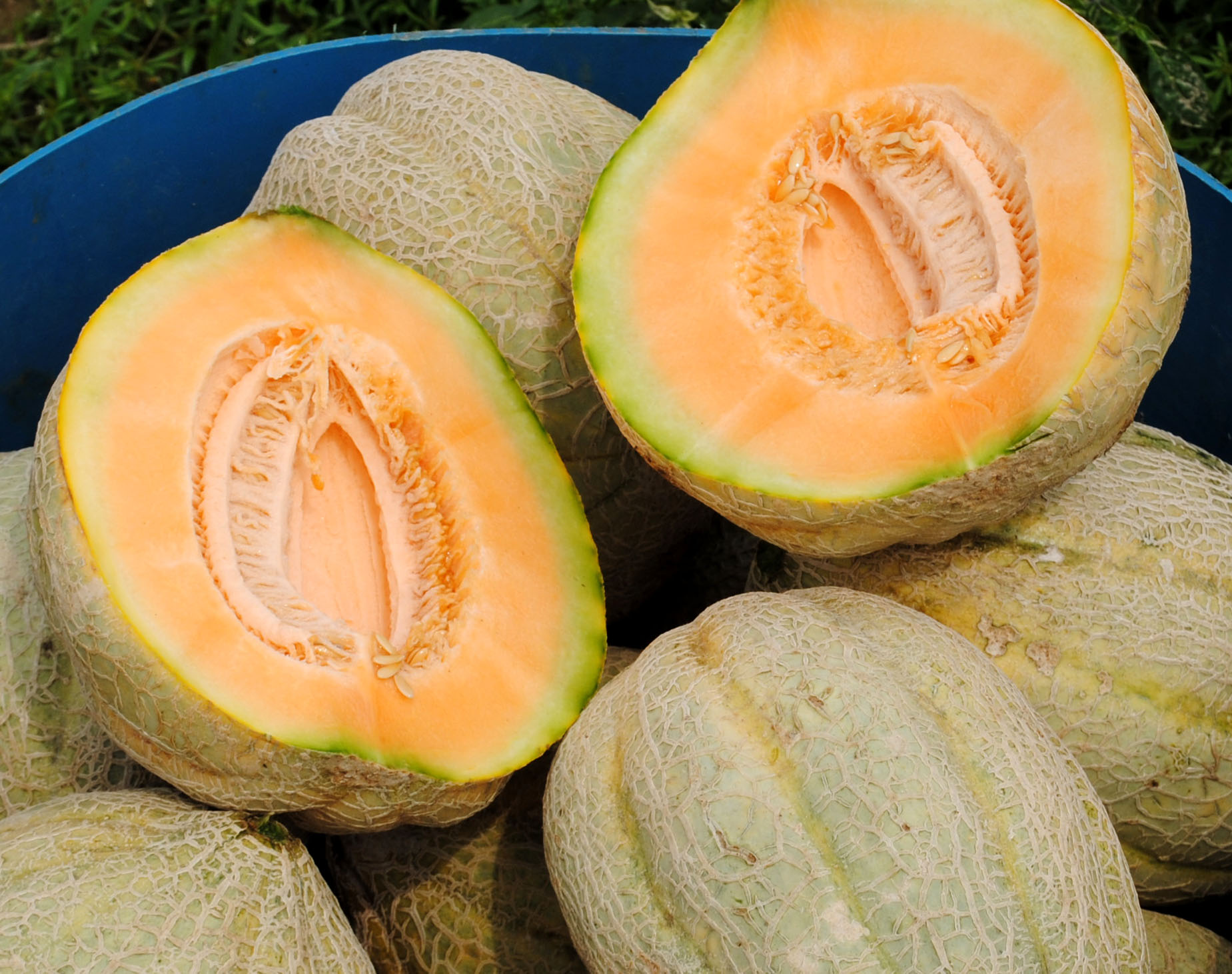 Detail Images Of Muskmelon Nomer 30