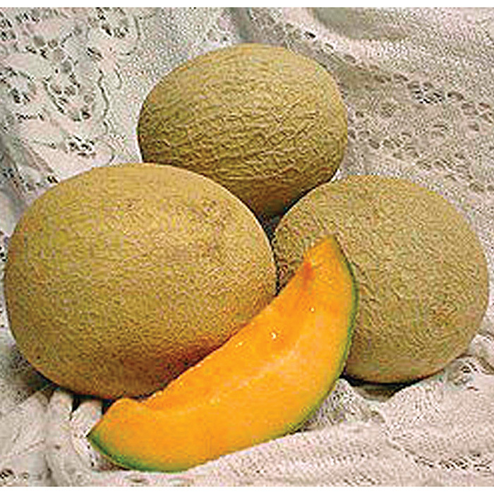 Detail Images Of Muskmelon Nomer 40