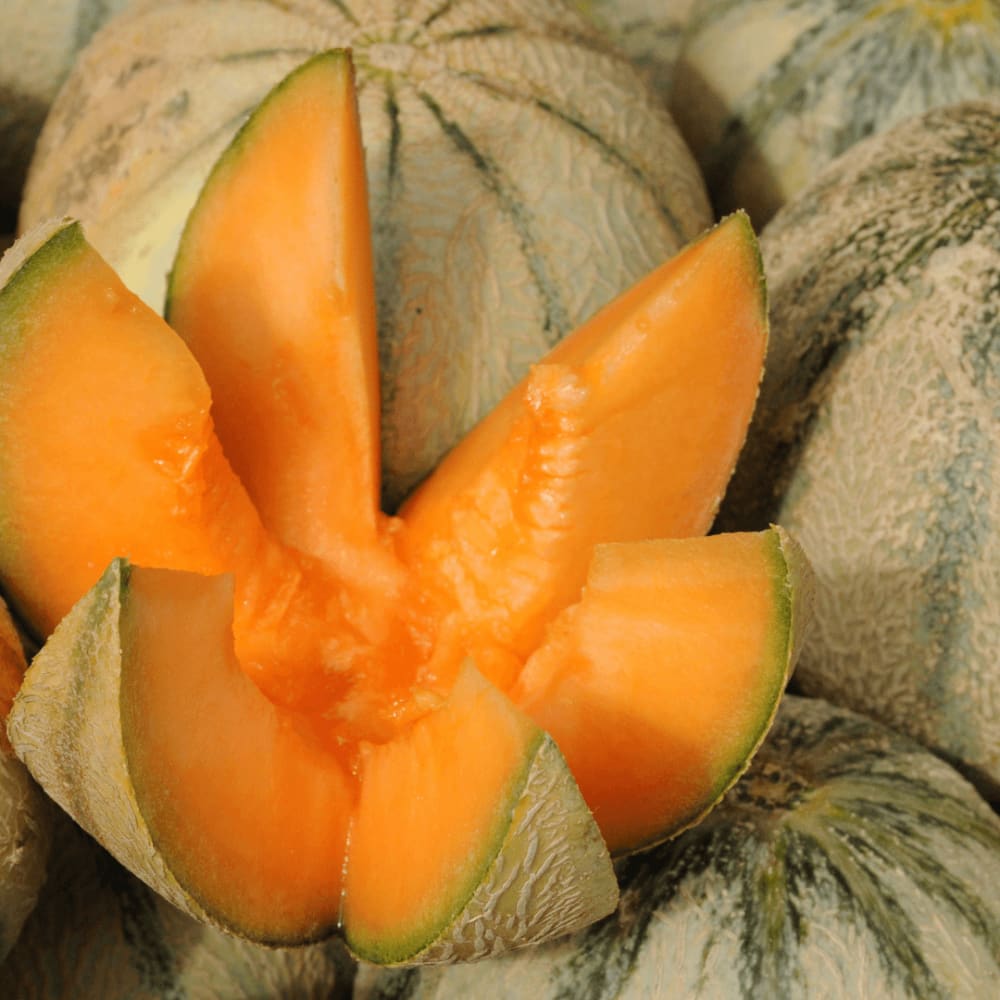 Detail Images Of Muskmelon Nomer 42